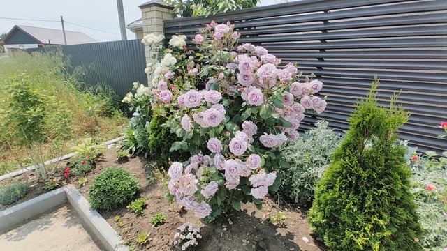 роза Новалис