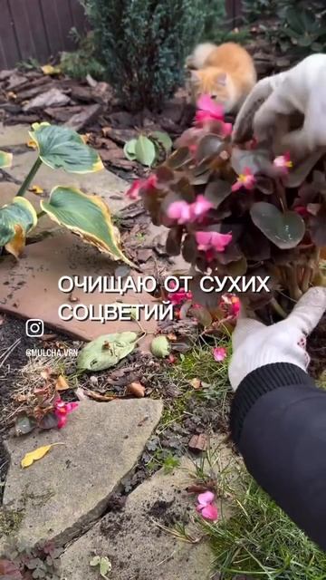 КАК ПОДГОТОВИТЬ БЕГОНИЮ К ЗИМОВКЕ И ПОЛУЧИТЬ НОВЫЕ СА? смотреть онлайн