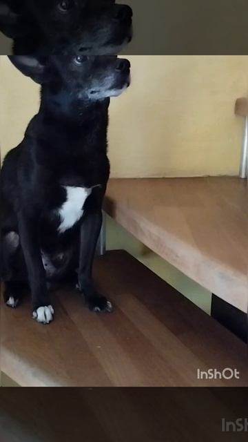 Поднимается по лестнице#собаки #,#смешныесобаки # смотреть онлайн