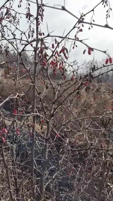 Барбарис рано весной, все ли съели птички смотреть онлайн