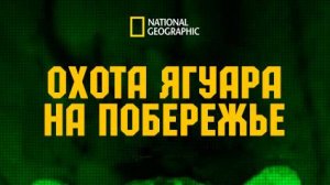 Охота ягуара на побережье | Jaguar Beach Battle | NAT Geo