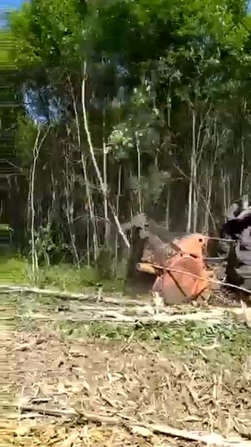 Введение в оборот заросшей сельхоз земли, услуги муль? смотреть онлайн