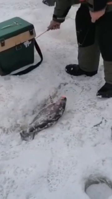 Форель Ратлин ,резина , паста . Зарыбление в субботу 400 ?