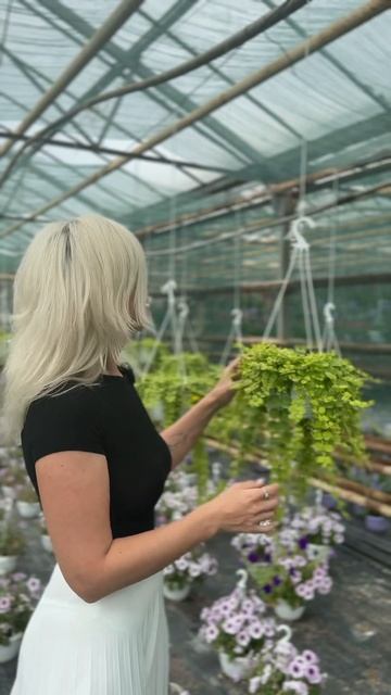 Как ухаживать за ЛИЗИМАХИЕЙ #рассада #дача #огород #сад смотреть онлайн