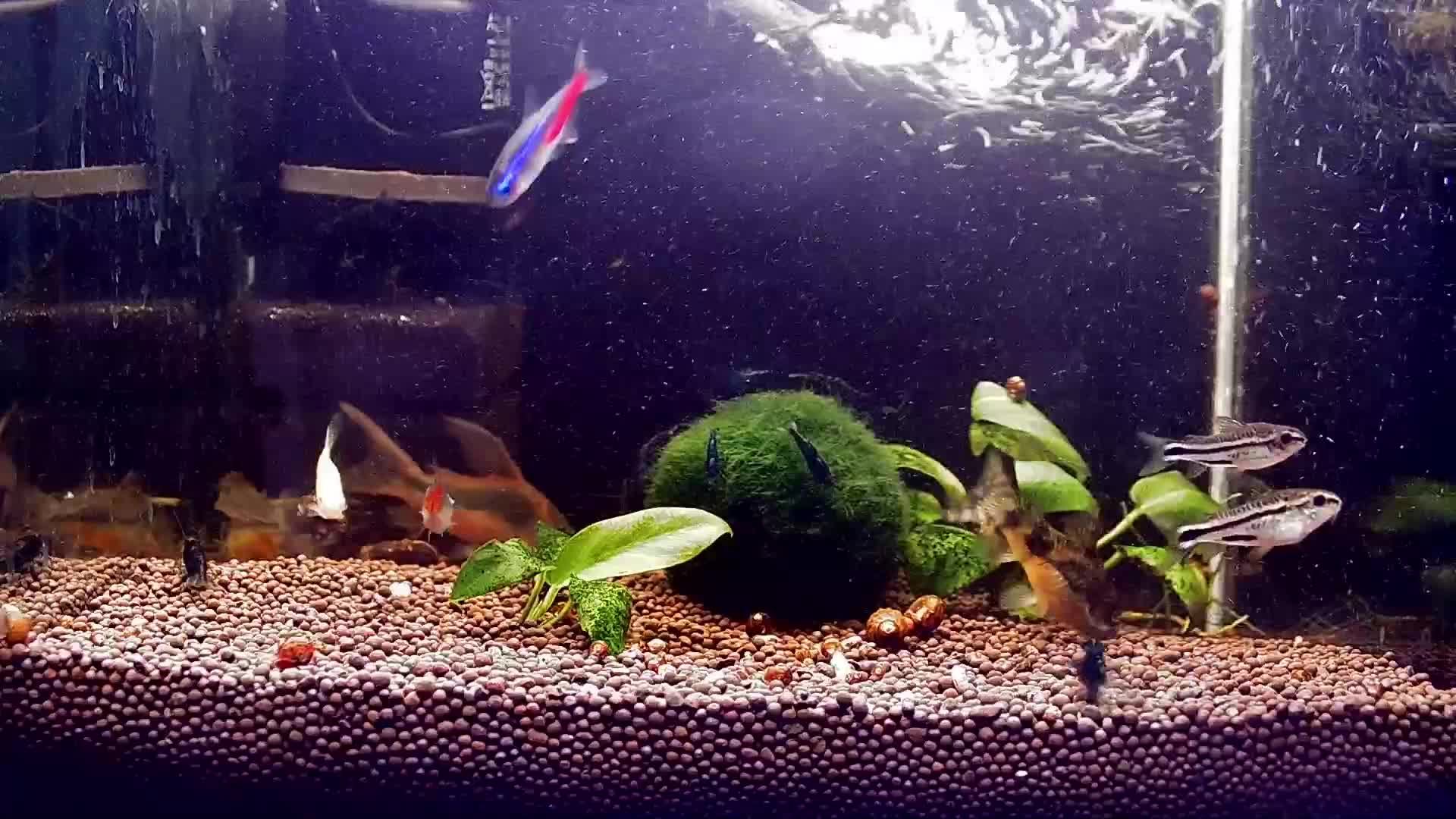 Live_Aquarium