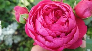 Как цветут розы из СВЕТОФОРА 🚦🤗🚦🤗🚦