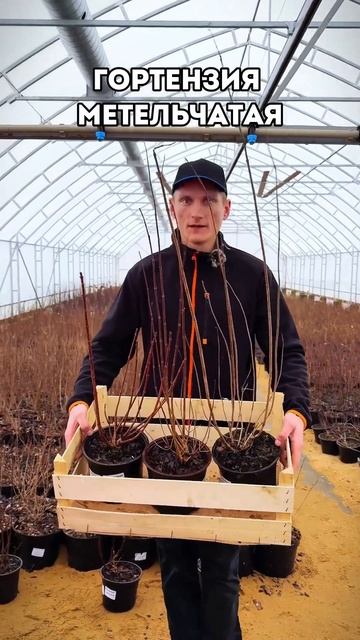 Закончили сбор заказов, посмотрите какие красавицы -н? смотреть онлайн