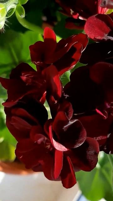 Пеларгония тёмная. На солнечном свете пробиваются кр смотреть онлайн