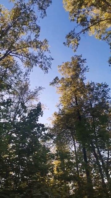 Березовый лес смотреть онлайн