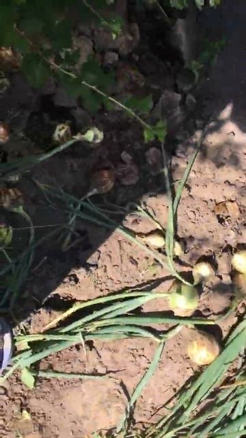 Озимый лук 2020 смотреть онлайн