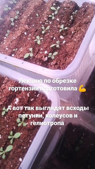 Посадка петунии, гелиотропа, колеуса от А до Я. Начало ? смотреть онлайн
