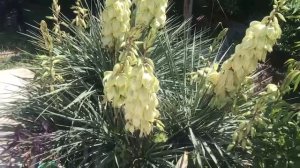 Цветы моего сада 2. Одни уходят, другие блистают на сцене