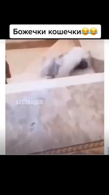 Кошка потянуласьи,упала #Shorts смотреть онлайн