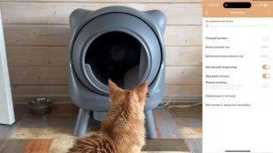 САМЫЙ МИЛЫЙ АВТОМАТИЧЕСКИЙ ЛОТОК ДЛЯ КОШЕК AMICURA