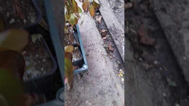 Вейгела Бристоль Руби, Спирея Грандифлора. 89192346048-Ватс смотреть онлайн