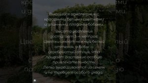 Долихос силвер мун