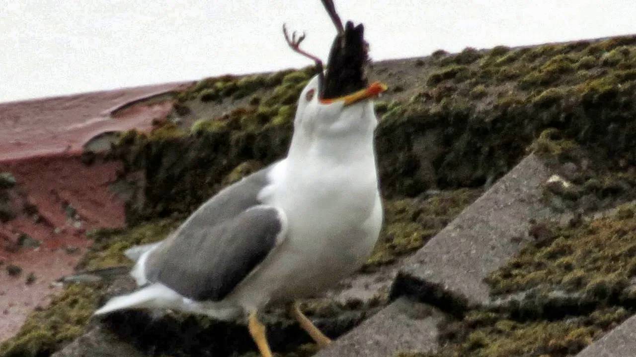 ЧАЙКА В ДЕЛЕ... Наглые чайки против кролика, крысы, лебедя и даже человека смотреть онлайн