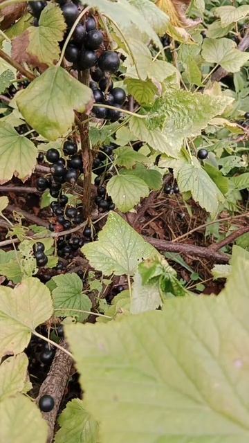 большой урожай смородины #деревня #жизнь #сад #дача смотреть онлайн