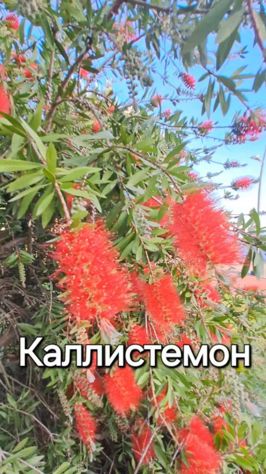 Каллистемон смотреть онлайн