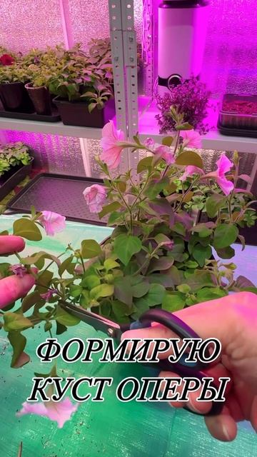 «Злой» блогер делиться информацией по стрижке петуни? смотреть онлайн