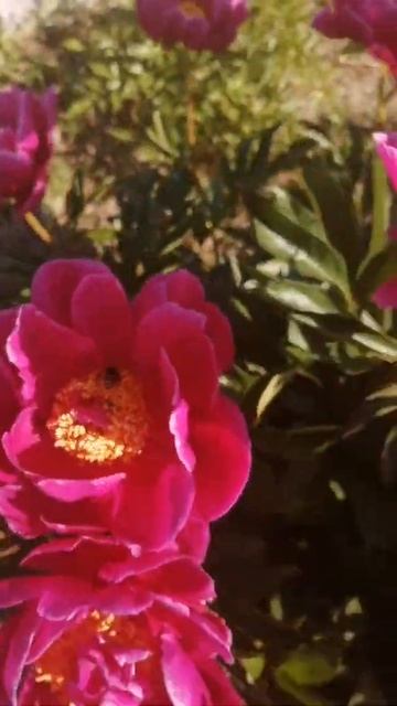 Малиновый пион смотреть онлайн