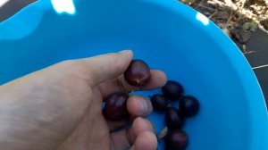 Крыжовник Звездочёт.