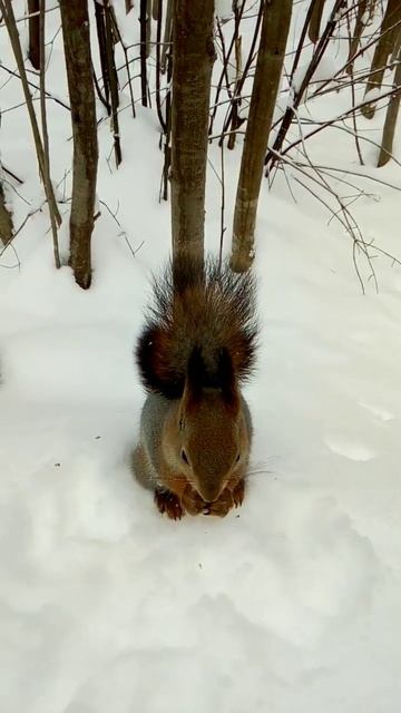 Рыжулька ест орешек #белка #squirrel смотреть онлайн