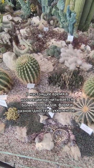 Кактусовая оранжерея в Никитском ботаническом саду (К смотреть онлайн