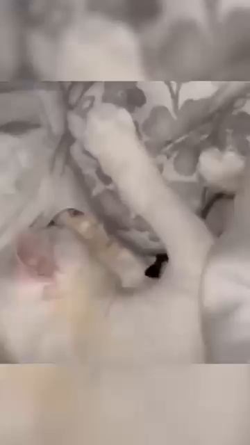 Забавные котики - # 20 2024 год