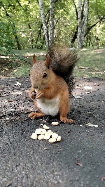 Siberian squirrel eats nuts Сибирская белка ест орешки смотреть онлайн