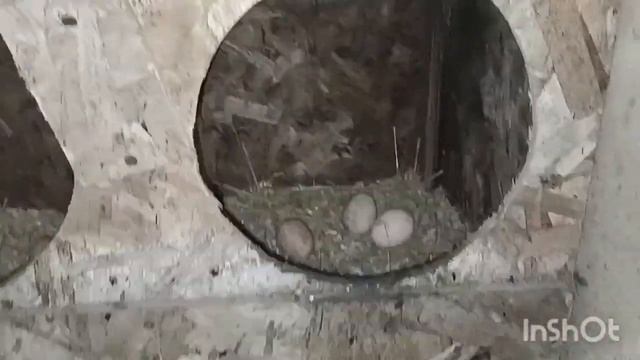 Жұмыртқа жинау. Сбор яиц. 3 күндік көрсеткіш. 😍 #тауық # смотреть онлайн