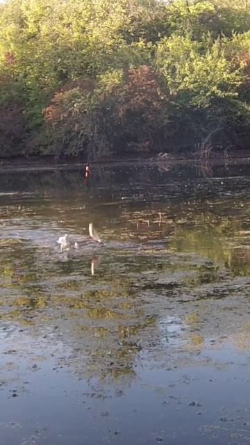 Рибалка на поплавок! Плітка #риболовля #fishing #риболов #р