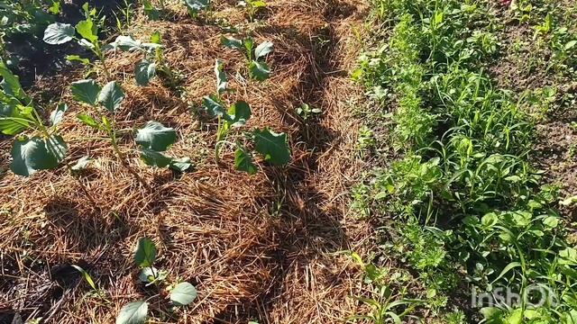 ДЛЯ ЧЕГО НУЖНА МУЛЬЧА ?//ЧТО Я СДЕЛАЛА ,ЧТО БЫ ВСЁ ЛЕТО Н смотреть онлайн