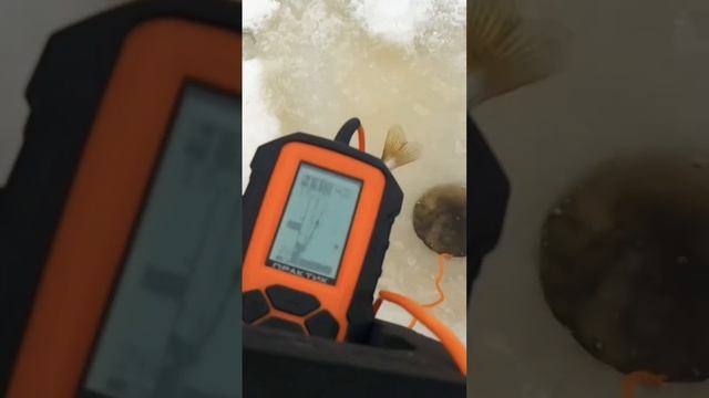 TsuYoki - РУЛИТ!!!👍🎣✅ ПОЙМАЛ - ОТПУСТИ!!! смотреть онлайн