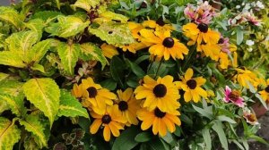 Рудбекия низкорослая Тото Голд. Красивый и неприхотли
