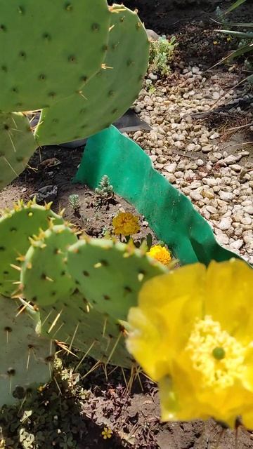 Зацвела моя Опунция с большими пластинами смотреть онлайн