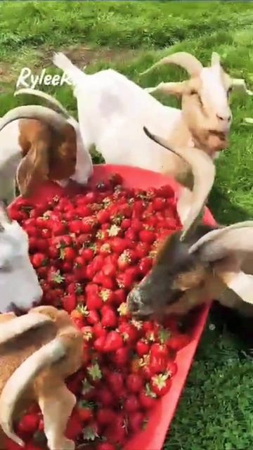 Козы едят# клубнику смотреть онлайн