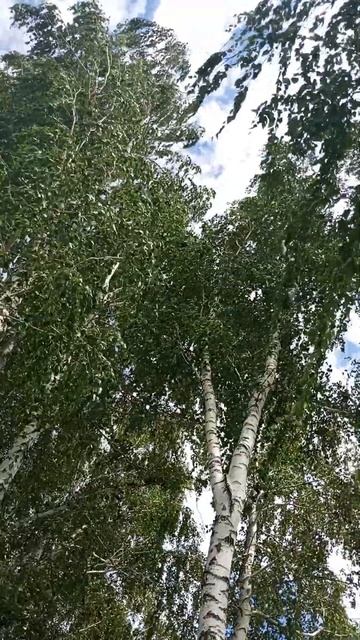 Березы в Алтайском крае.☀️🇷🇺Россия#алтайскийкрай смотреть онлайн