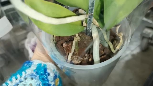 ОРХИДЕИ в Лемана Про:ВЫБИРАЮ по СКИДКЕ!13.03.25.Самара, ТЦ смотреть онлайн