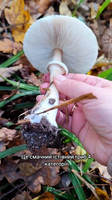 Гриб-зонтик Конрада (Macrolepiota mastoidea var. konradii) смотреть онлайн