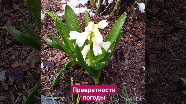 Гиацинты и снег . смотреть онлайн