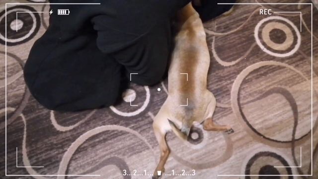 Нашёл себе убежище🤔