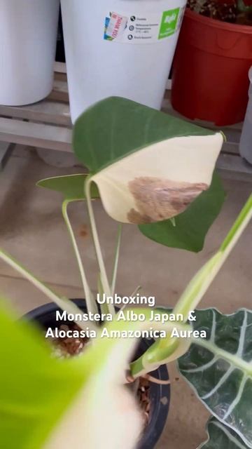 Unboxing Monstera Albo Japan & Alocasia Amazonica Aurea #monsteraalbojapan #unboxingplants смотреть онлайн