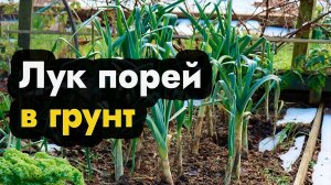 Посадка лука порея в открытый грунт рассадой  - как посадить лук порей в открытый грунт