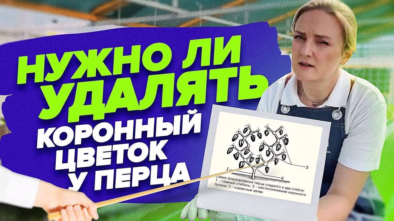 КАК МЫ ФОРМИРУЕМ НАШИ ПЕРЦЫ смотреть онлайн