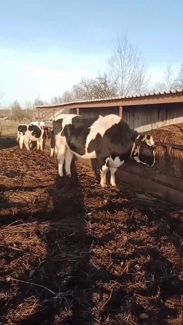 Бычок Лакшман тоже любит сено, но у коров строгая иера? смотреть онлайн