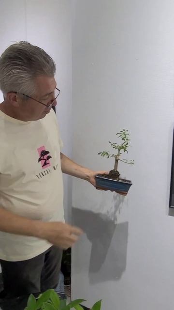 Пираканта - замечательный материал для бонсай! 21 июня 2 смотреть онлайн