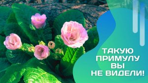 Редкая гостья в саду: примула Каме меняет цвет и удивляет!