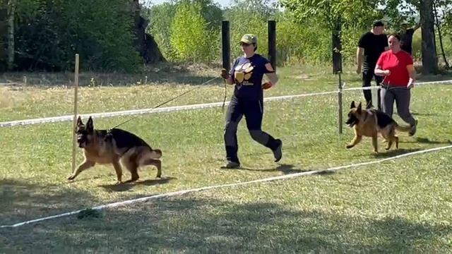 ЮНИОРЫ СУКИ / КЧК АНГАРСК 25 мая`25 Ю.Скиба Моно немецких овчарок