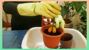 Пересадка/посадка авокадо  🥑.